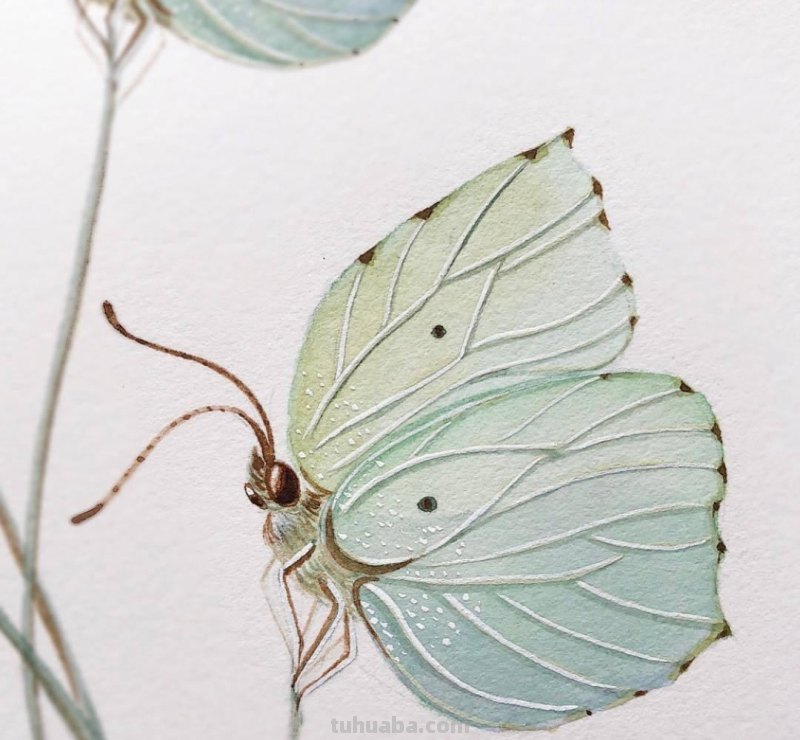 跟着画家画水彩，植物与昆虫唯美插画，大自然的和谐之美