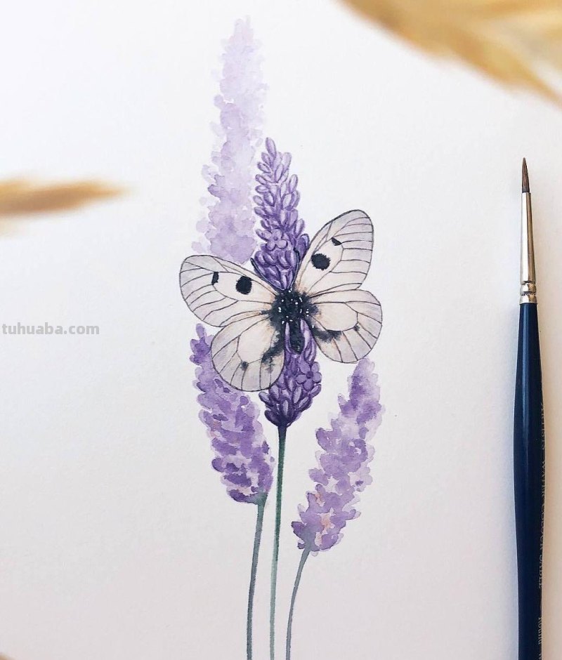 跟着画家画水彩，植物与昆虫唯美插画，大自然的和谐之美
