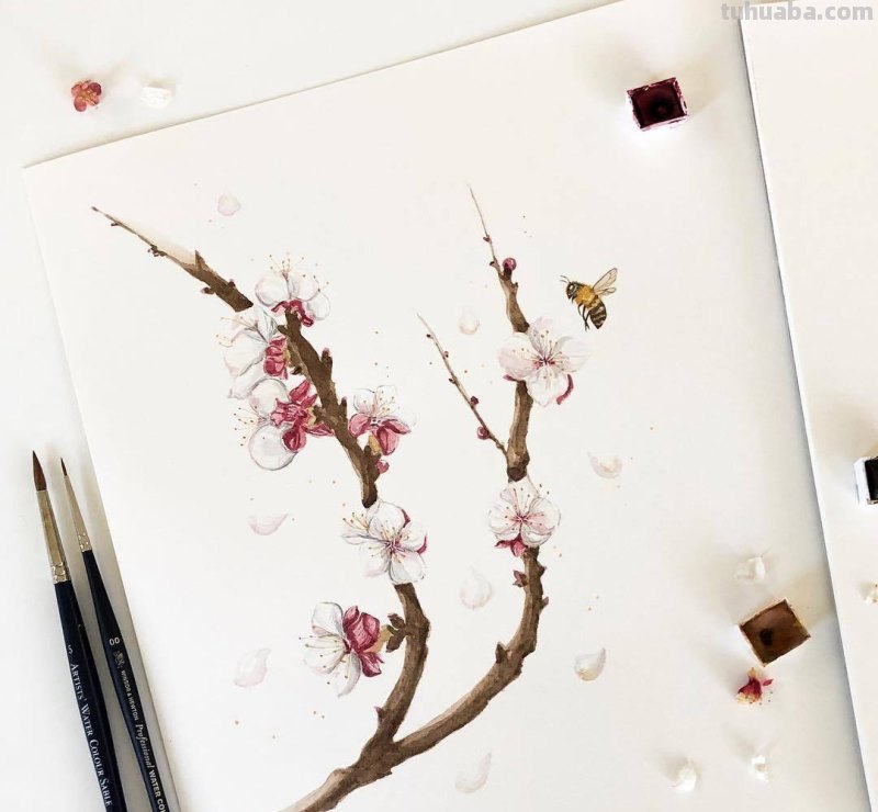 跟着画家画水彩，植物与昆虫唯美插画，大自然的和谐之美