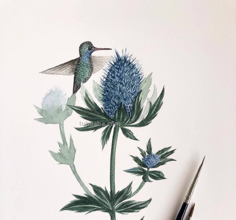 跟着画家画水彩，植物与昆虫唯美插画，大自然的和谐之美