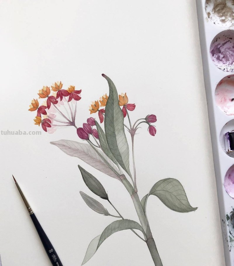 跟着画家画水彩，植物与昆虫唯美插画，大自然的和谐之美