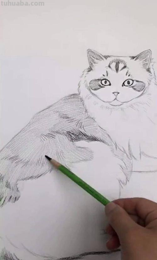 猫咪速写比例 猫咪素描教程全过程?