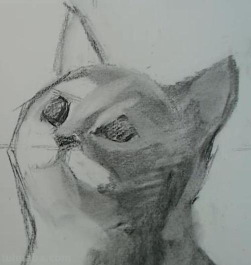 猫咪速写比例 猫咪素描教程全过程?
