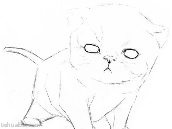 猫咪速写比例 猫咪素描教程全过程？