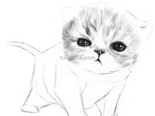 猫咪速写比例 猫咪素描教程全过程？