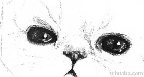 猫咪速写比例 猫咪素描教程全过程？