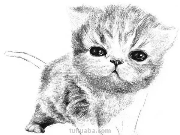 猫咪速写比例 猫咪素描教程全过程？