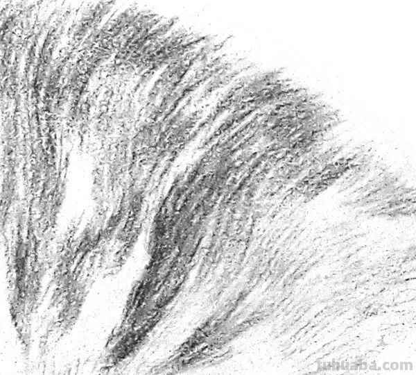 猫咪速写比例 猫咪素描教程全过程？
