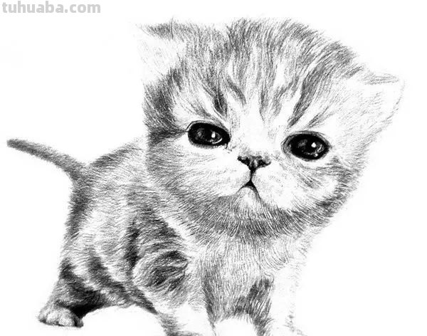 猫咪速写比例 猫咪素描教程全过程？