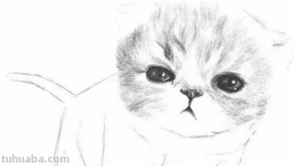 猫咪速写比例 猫咪素描教程全过程？