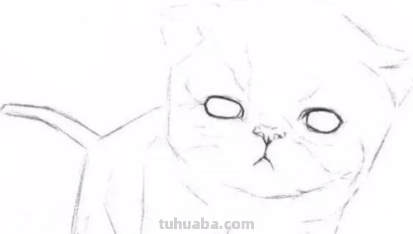 猫咪速写比例 猫咪素描教程全过程？