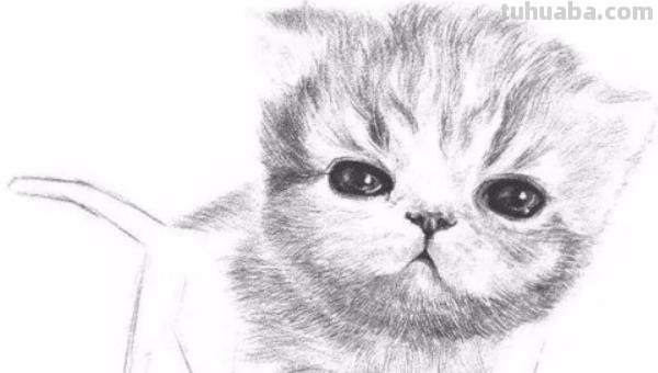 猫咪速写比例 猫咪素描教程全过程？