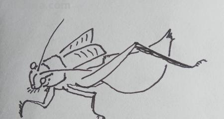 昆虫怎么画简笔画图片 三年级昆虫绘画简单漂亮？