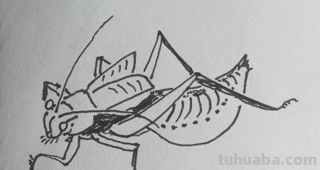 昆虫怎么画简笔画图片 三年级昆虫绘画简单漂亮？