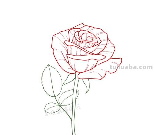 玫瑰怎么画简笔画图片 玫瑰花简笔画怎么画？