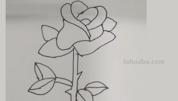 玫瑰怎么画简笔画图片 玫瑰花简笔画怎么画？
