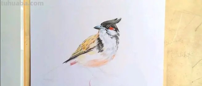 小鸟眼睛怎么画彩铅颜色 鸟语花香彩铅绘画步骤？