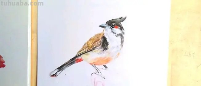 小鸟眼睛怎么画彩铅颜色 鸟语花香彩铅绘画步骤？