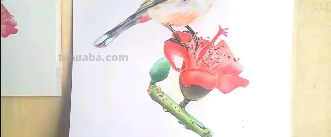 小鸟眼睛怎么画彩铅颜色 鸟语花香彩铅绘画步骤？