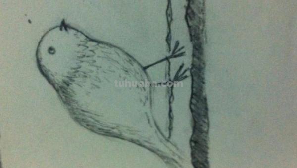 小鸟眼睛怎么画彩铅颜色 鸟语花香彩铅绘画步骤？