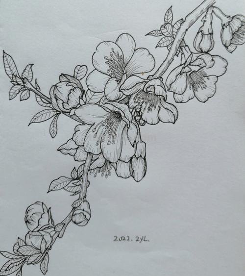 简笔画海棠花怎么画 简笔画之海棠花的画法?