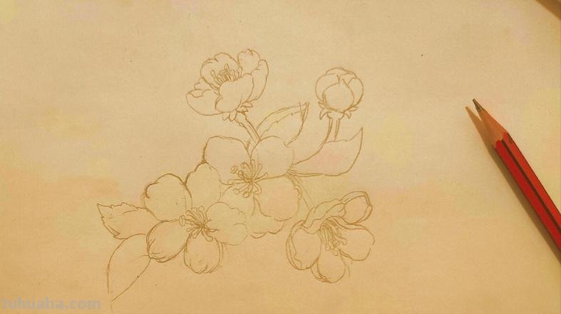 简笔画海棠花怎么画 简笔画之海棠花的画法?