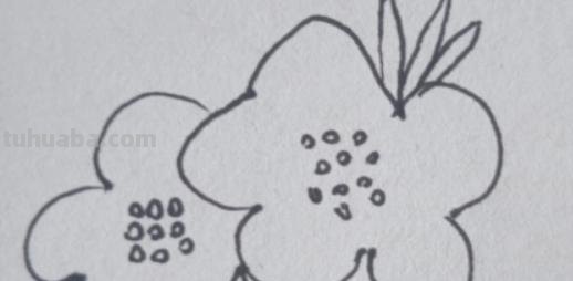 简笔画海棠花怎么画 简笔画之海棠花的画法？