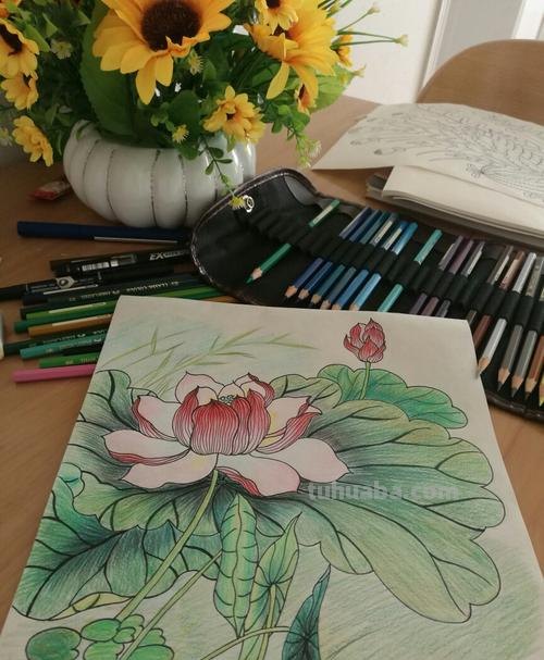 彩铅素描能画什么颜料 能在彩铅笔画的图上,再勺上白线条的笔有哪几种?谢谢?