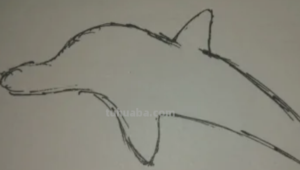 海豚怎么画简笔 海豚怎么画简笔