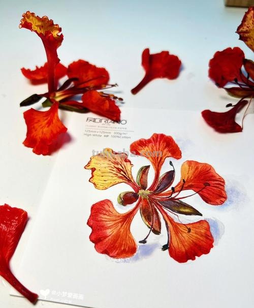 凤凰花水彩画 凤凰花水彩画教案