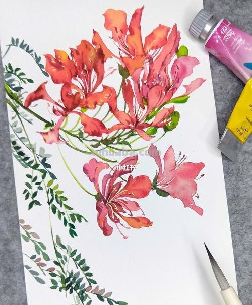 凤凰花水彩画 凤凰花水彩画教案