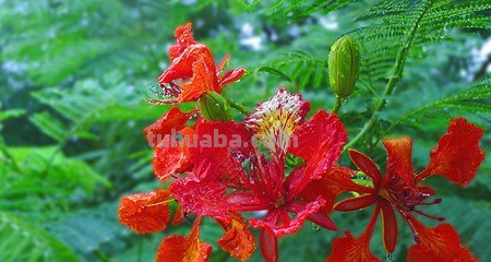 凤凰花怎么画