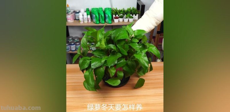 天冷做好这5点,绿萝不黄叶不烂根,呼呼长个安全过冬