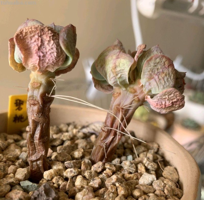 多肉喜阴，还是喜阳？大部分人都搞错了，难怪养不好