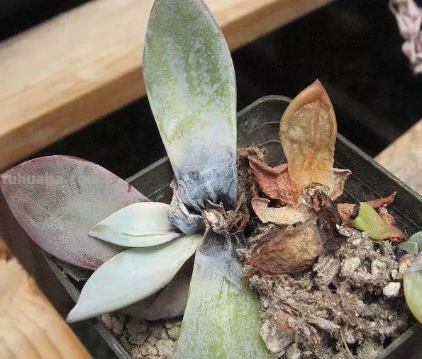 多肉喜阴，还是喜阳？大部分人都搞错了，难怪养不好