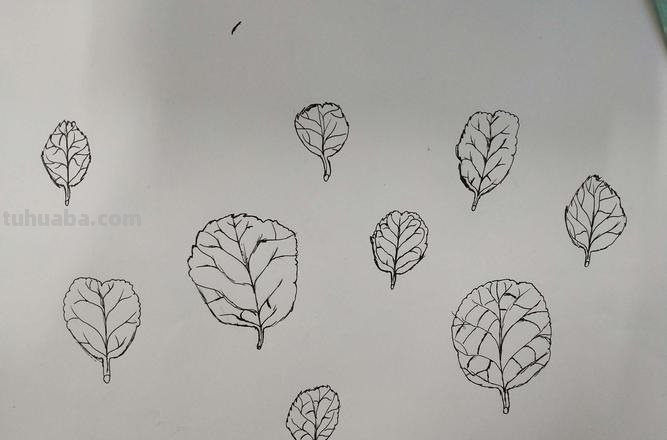 速写树叶画技巧 速写时怎么快速画出叶子而不失准？