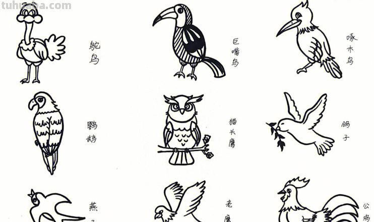 鸟简笔画 鸟简笔画简单又漂亮