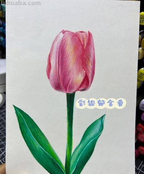 彩铅画教程怎么画好看 用彩铅上色怎样涂更好看?