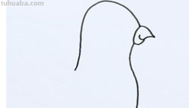 鸽子简笔画步骤