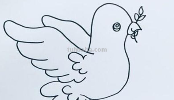鸽子简笔画步骤