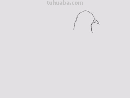鸽子简笔画