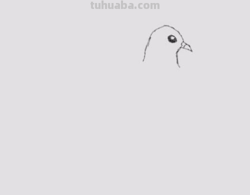 鸽子简笔画
