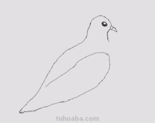 鸽子简笔画