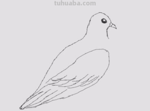鸽子简笔画