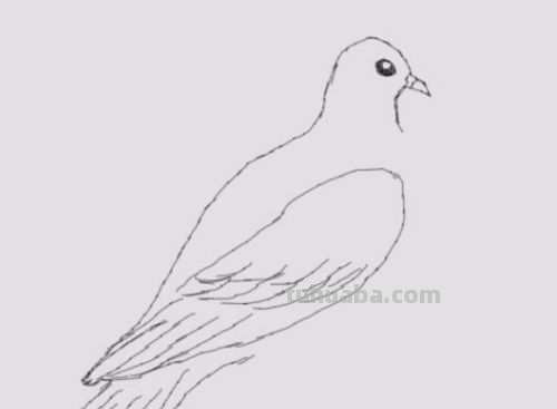 鸽子简笔画