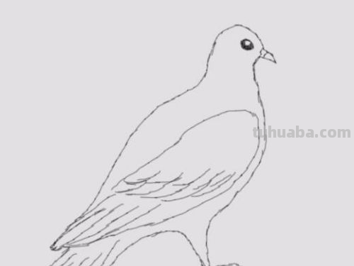 鸽子简笔画