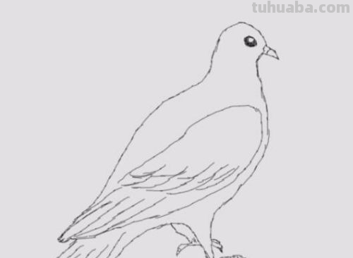 鸽子简笔画