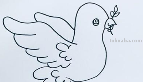 鸽子的100种画法