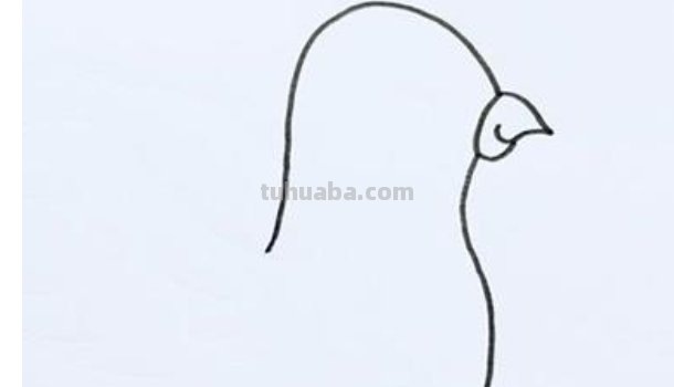 鸽子的100种画法