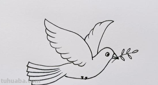 鸽子的100种画法